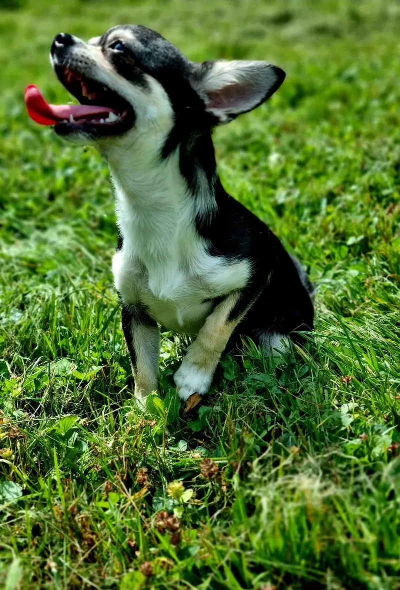 Oskar