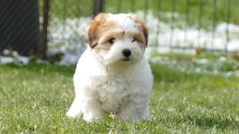 Foto des Wurfs: Puppy