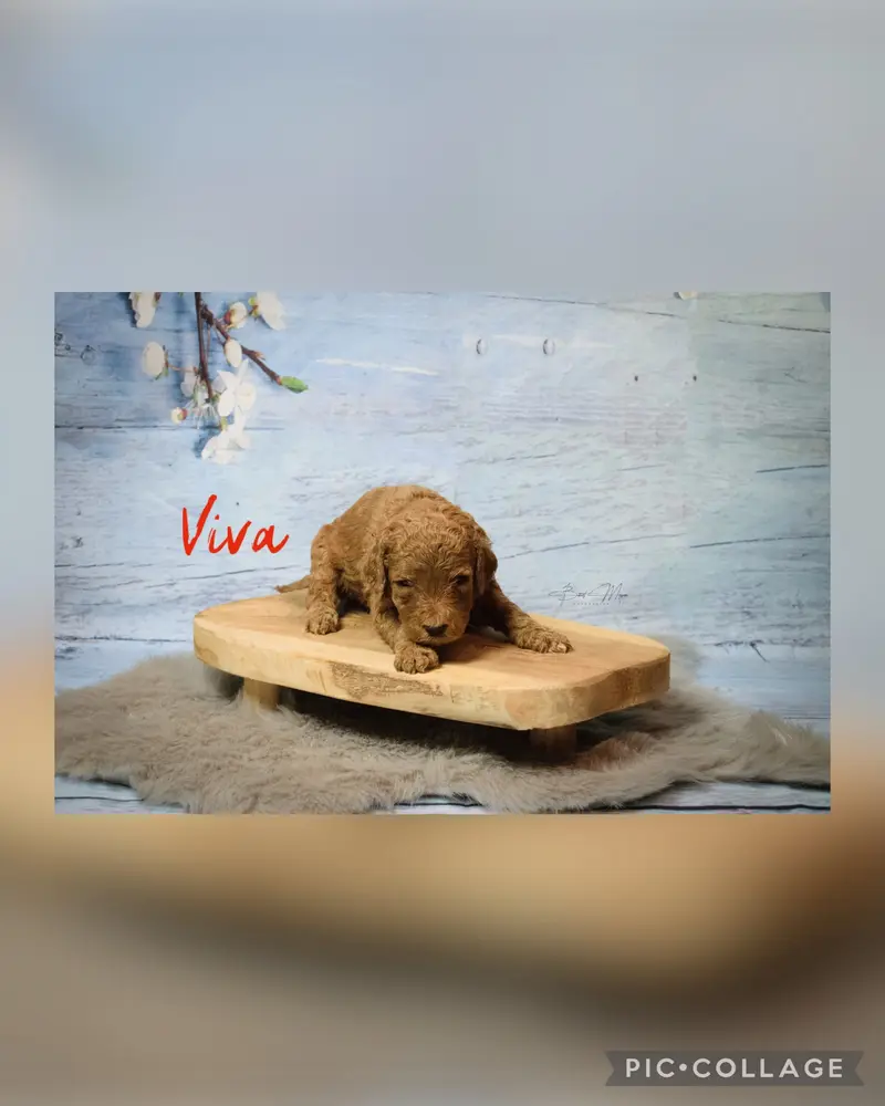 Viva