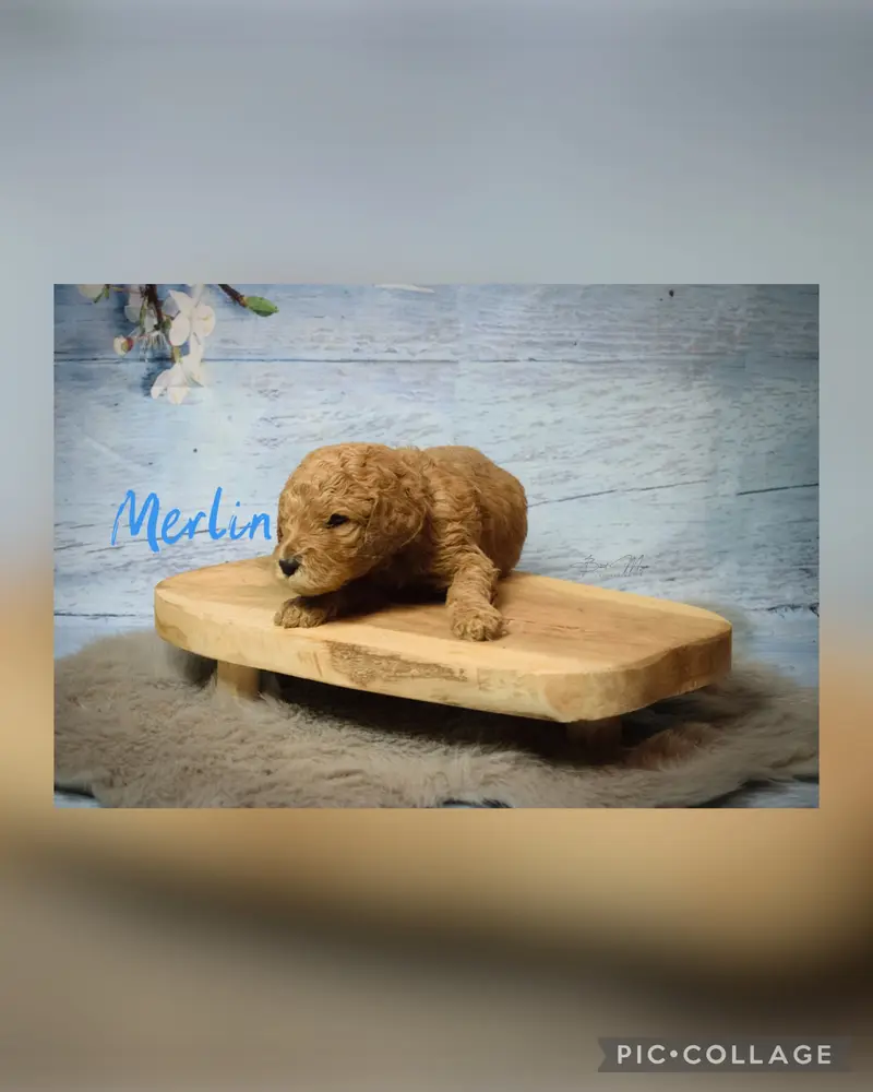 Merlin