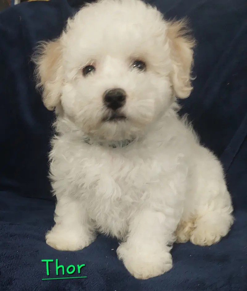 Thor