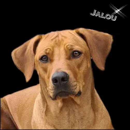 Mashambani Joyfull Jalou