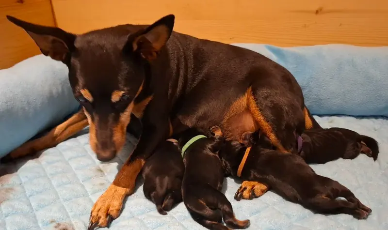 Jolie – Zwergpinscher Puppy