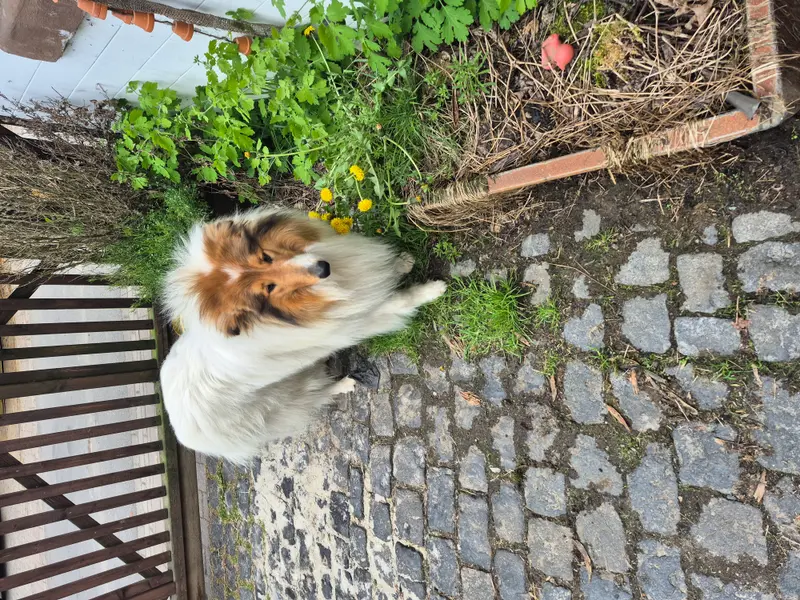 Zarewitsch vom Märchenland
