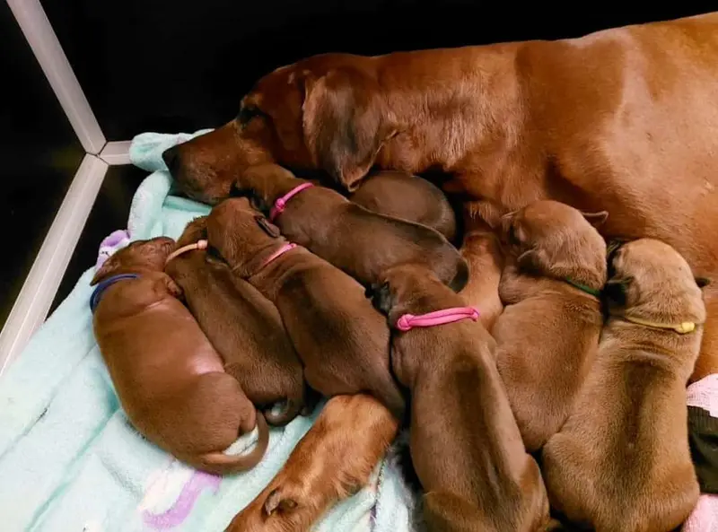 Litter photo: Puppy