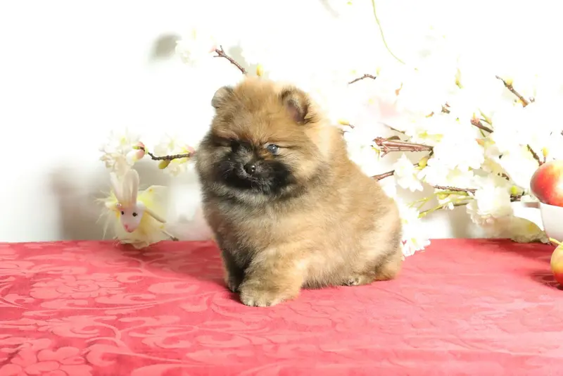 Süßer Pomeranian (Deutscher Zwergspitz) Welpe zu verkaufen main gallery image