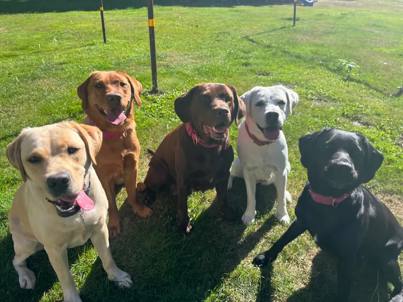 LABBIS VON DER KASTANIENALLEE – Labrador Retriever