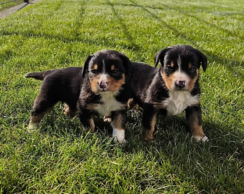 Entlebucher Appenzeller Sennenhund Welpen ( Swissydog ) main gallery image
