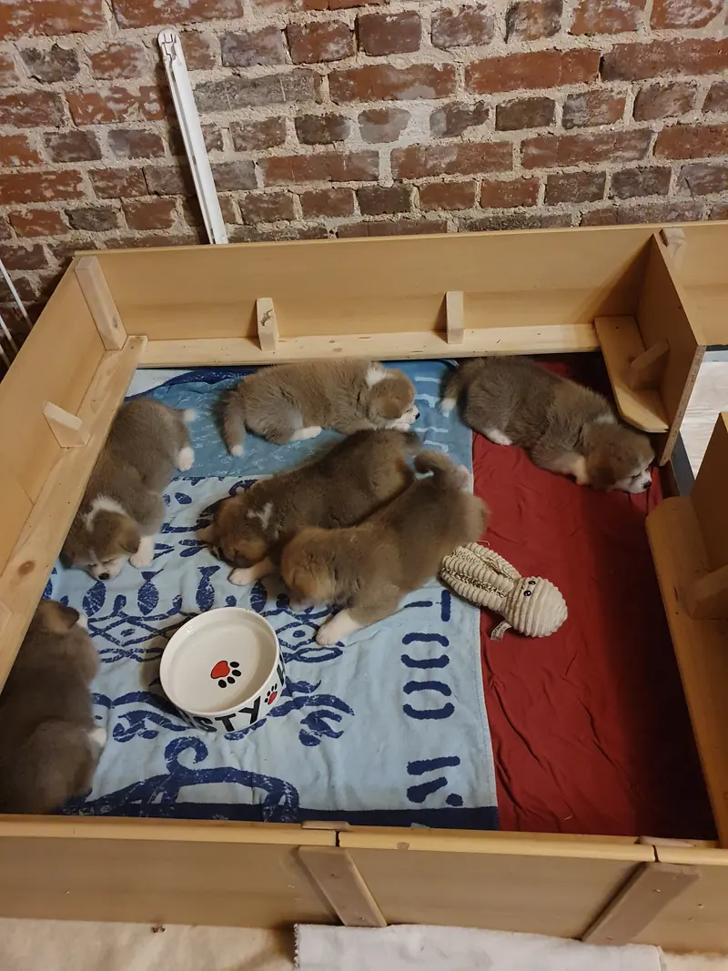 Fotka vrhu: Puppy
