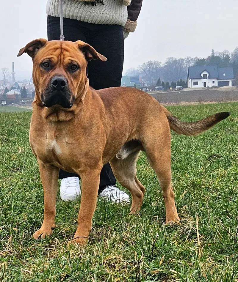 Cosmo Corde Bellator
