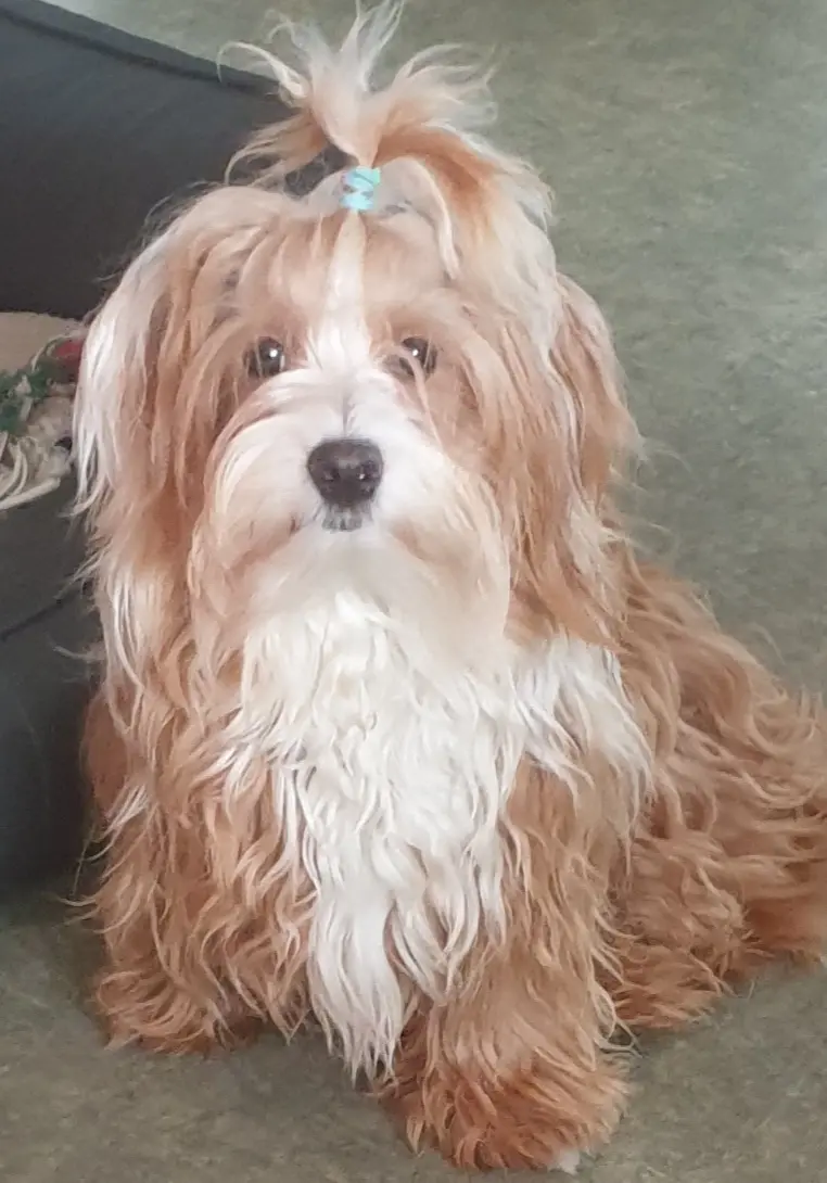 Cooper