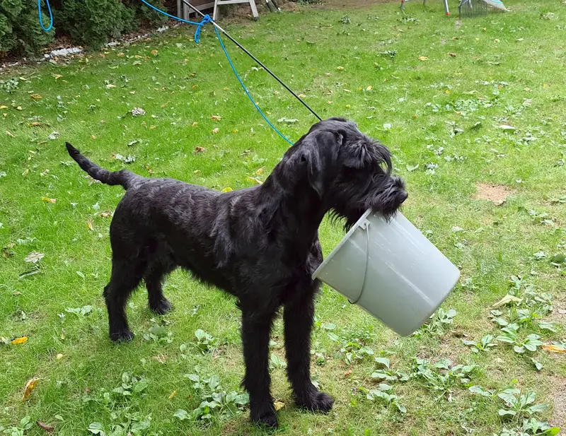 Nala vom Wasserschloß