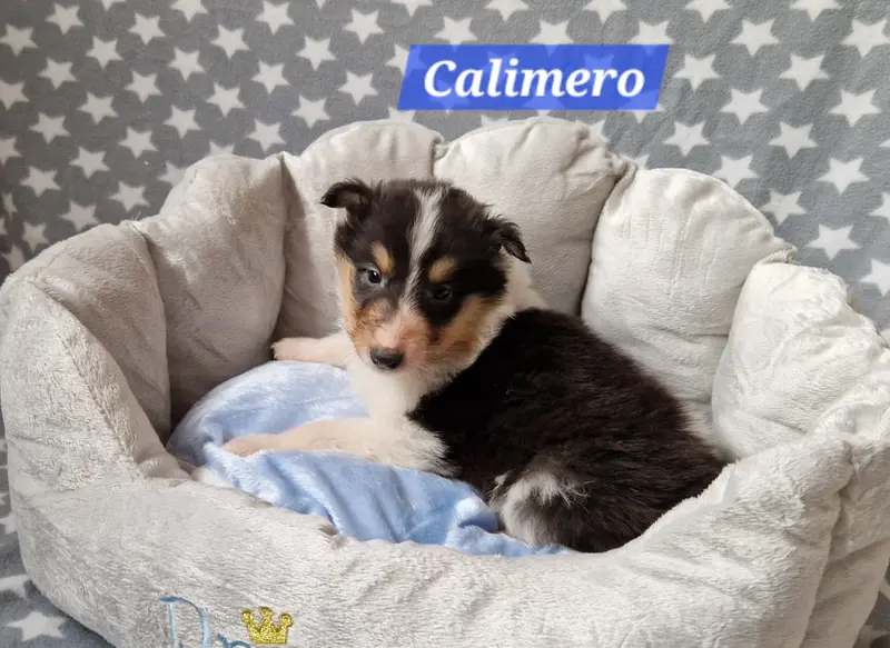 Calimero 