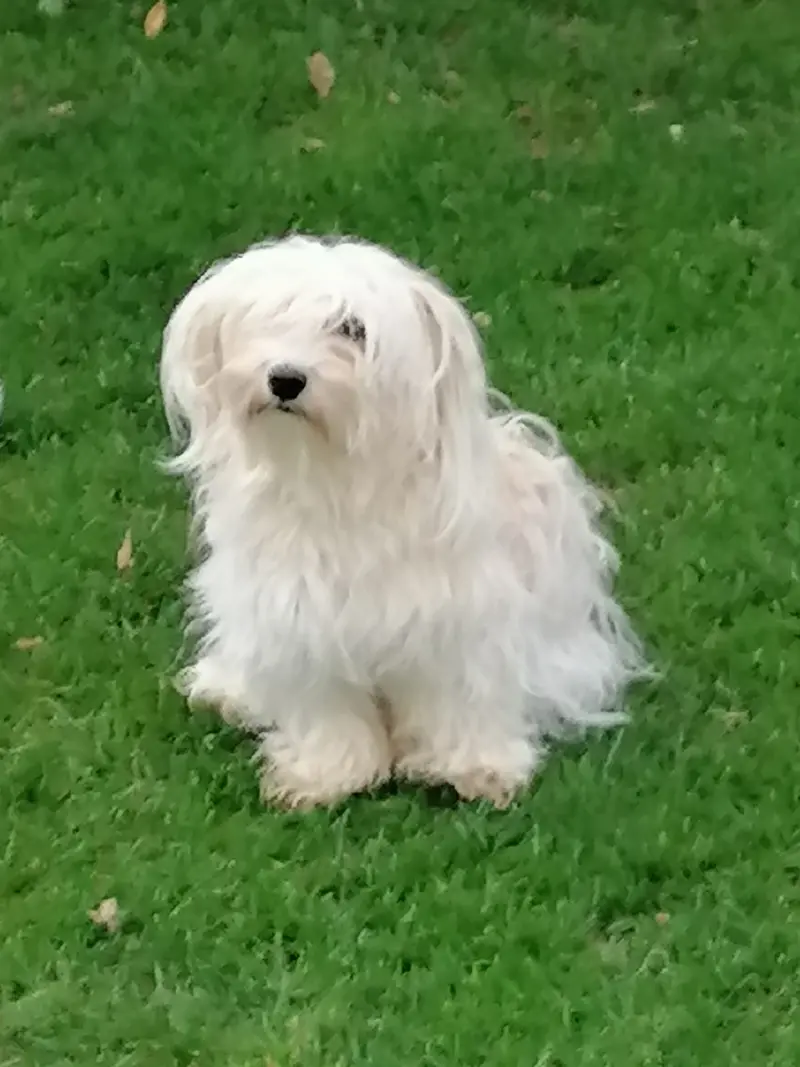 Wellington`s Whoopie