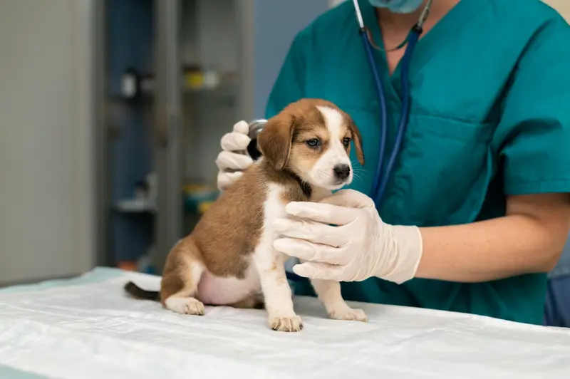 Veterinærudgifter til hunde – billige eller ublu?