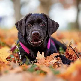 "Lucy" - Dark Lucy Sa Delte Peka