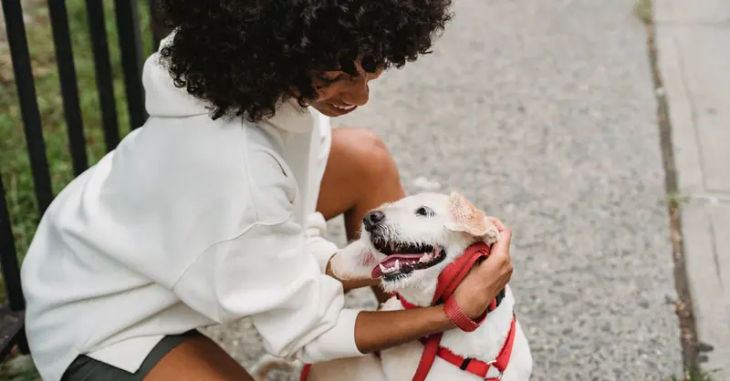 Dog Liability Insurance: Mandatory Rules & Key Cover