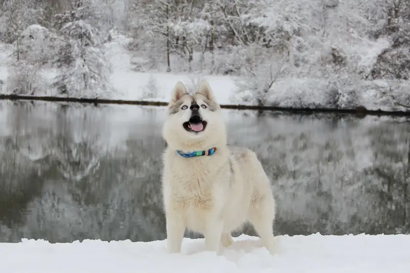 "Nscho-tschi" Espresso of Snow Wolf Valley