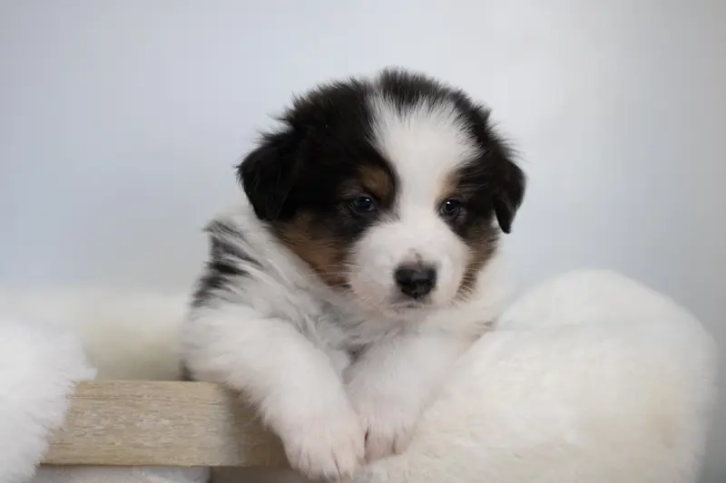 Holly