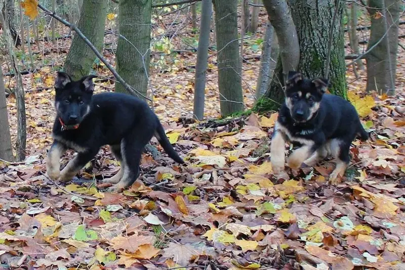 Foto de la camada: Puppy