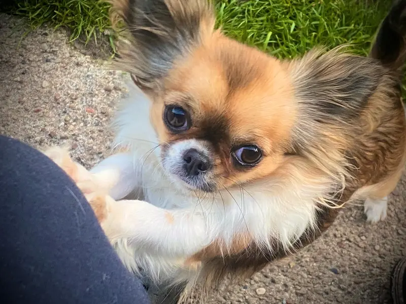 Kensi von den Sweetheartchis 