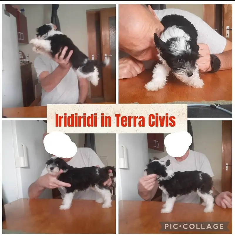Iridiridi – Chinese Crested Dog Welpe