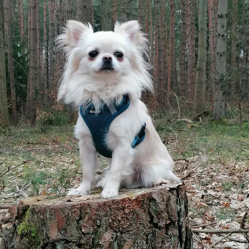 Bailey von der Peene
