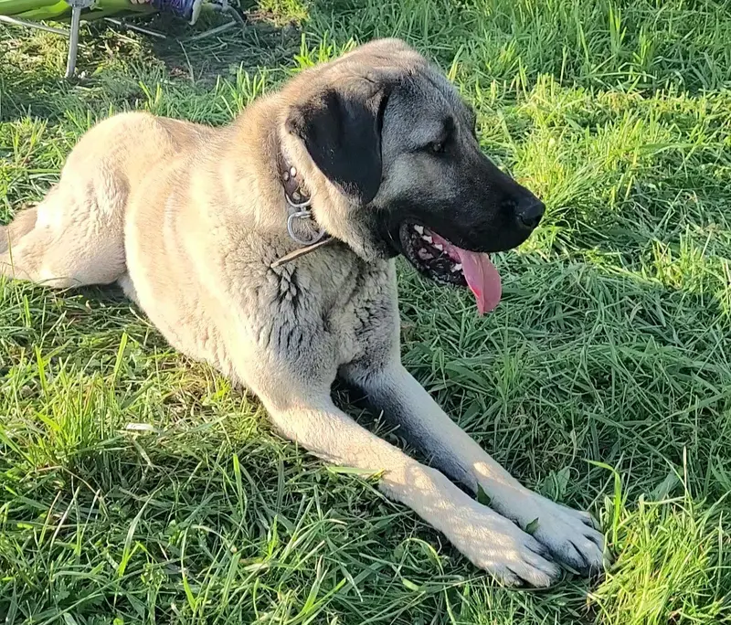 Sicimogullari Kangal main gallery image