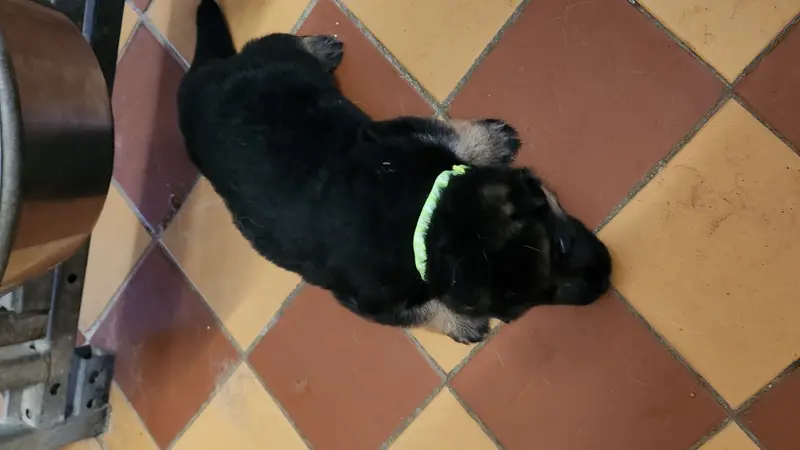 Gisela