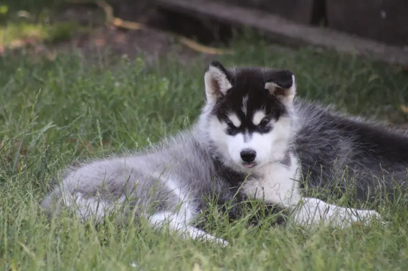 Bright Little Bear Atka