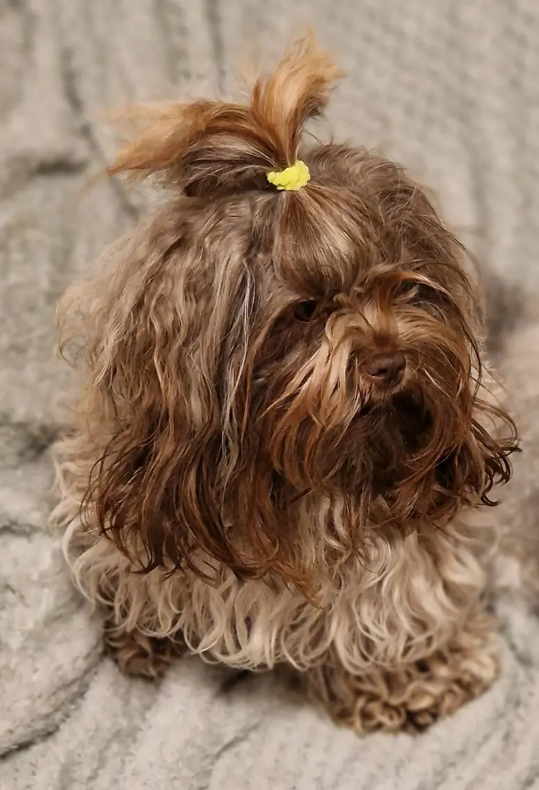 Diva the Unique