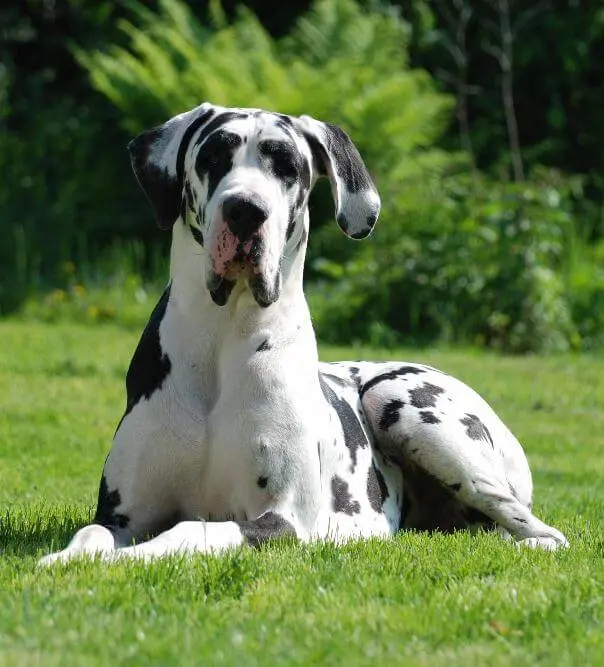 Deutsche Doggen von der Waldschmiede main gallery image