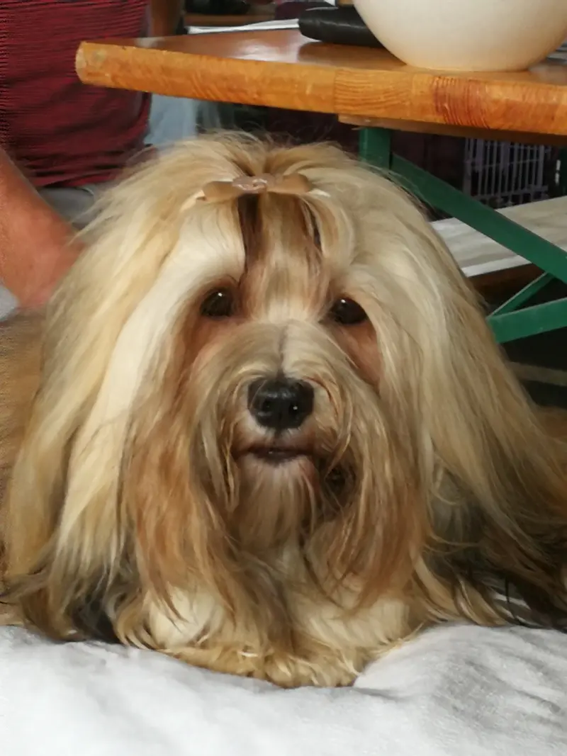 Buffy von der Eichendorff