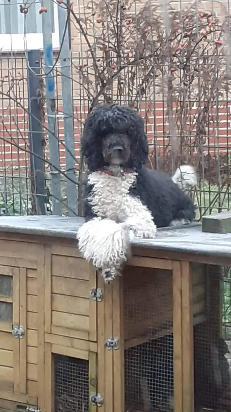 Khaleesi vom goldenen Steinchen