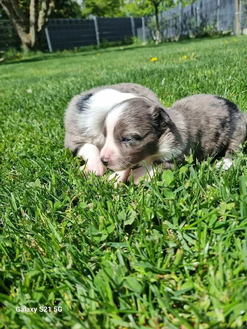Welpe – Australian Shepherd Welpe
