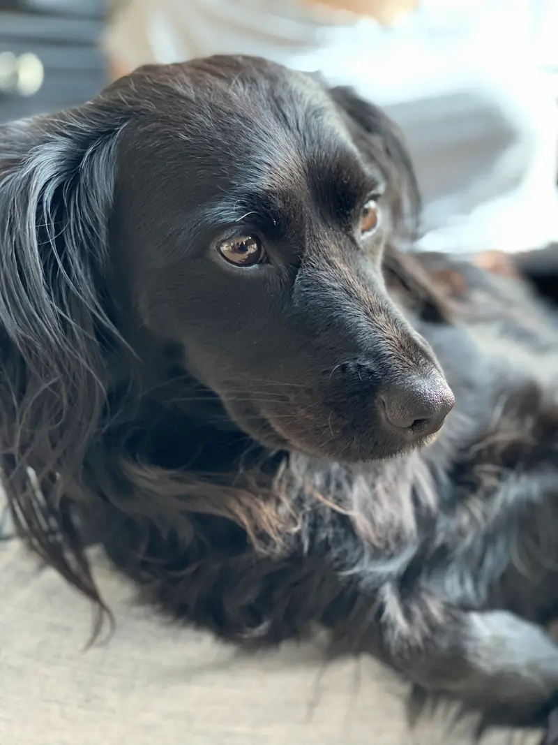 Lucy-Lou