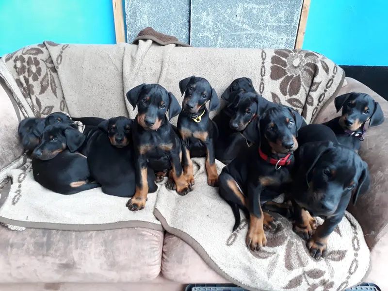 Von der Sickingerburg – Dobermann