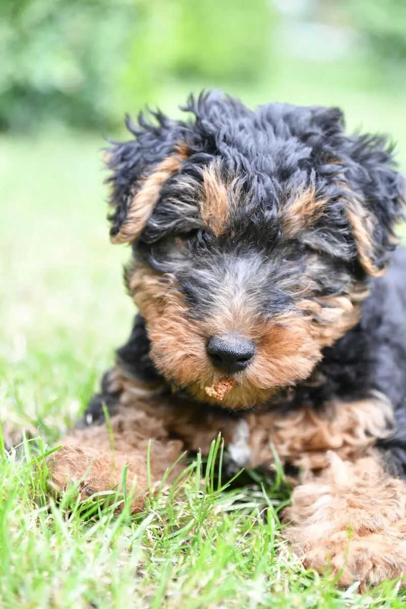 WelshTerrier Welpen | Hündin – Welsh Terrier Puppy
