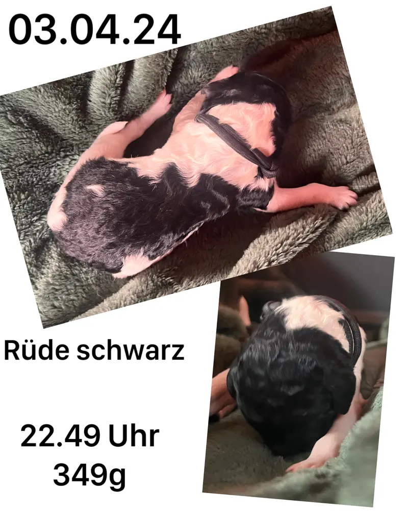 Schwarz