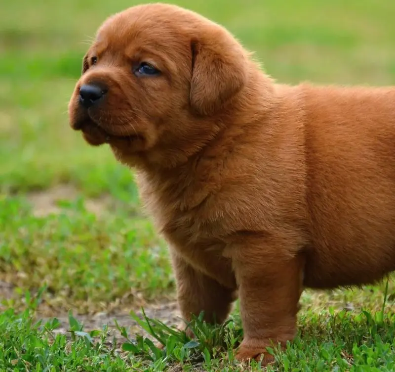 Zdjęcie miotu: Puppy