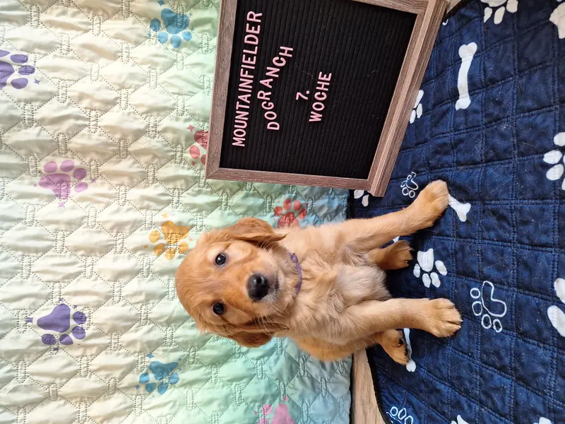 Aria von der Mountainfielder Dog-Ranch