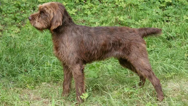 Pudelpointer Temperament & Personality: Is It Right for You?