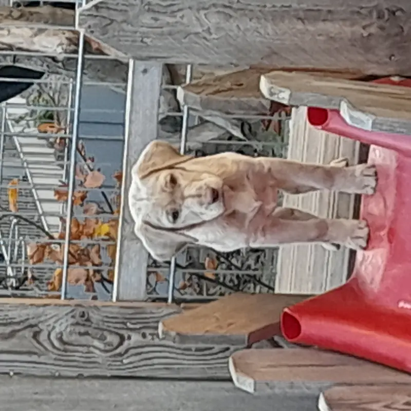 Vanille von der alten Oberförsterei