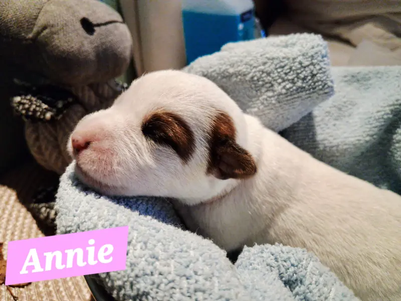 Annie – Parson Russell Terrier Puppy