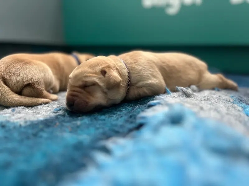 Dream of Ambers Daisy