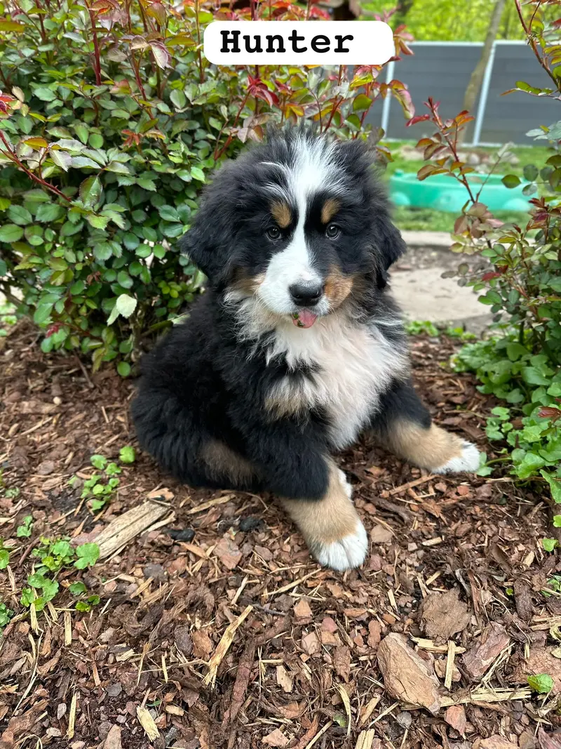 Hudson