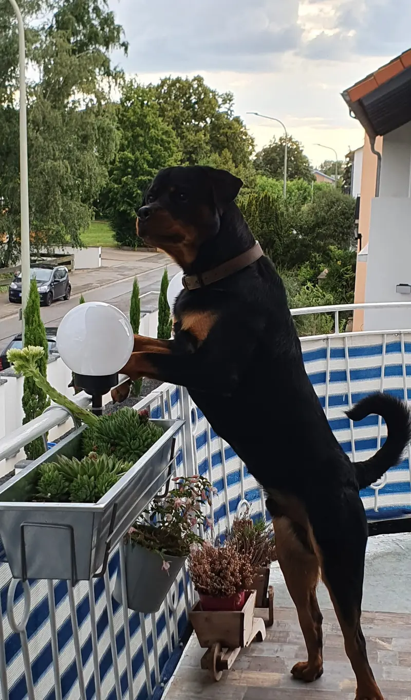 Vergangene Würfe