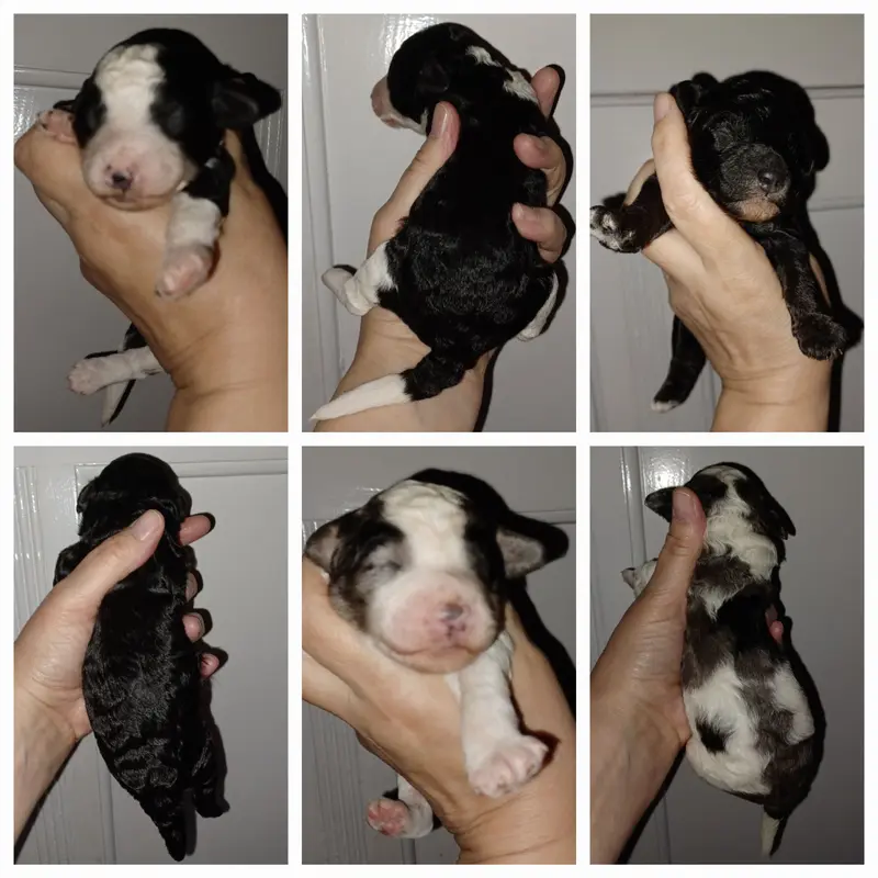 Past Litters