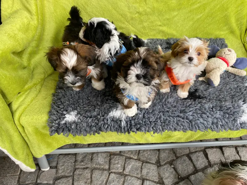 Vergangene Würfe