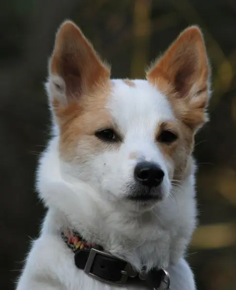 Auri